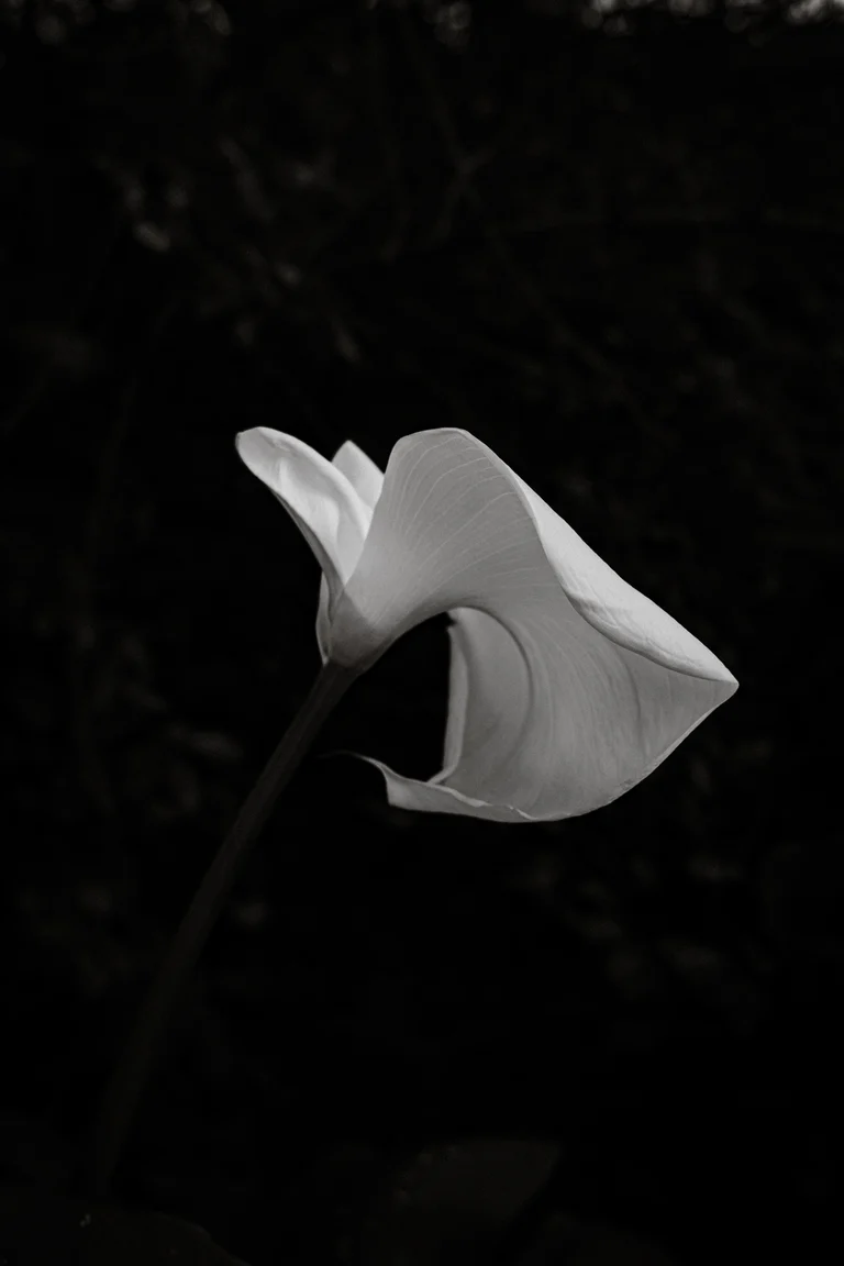 Photograph by Edede Oiwoh