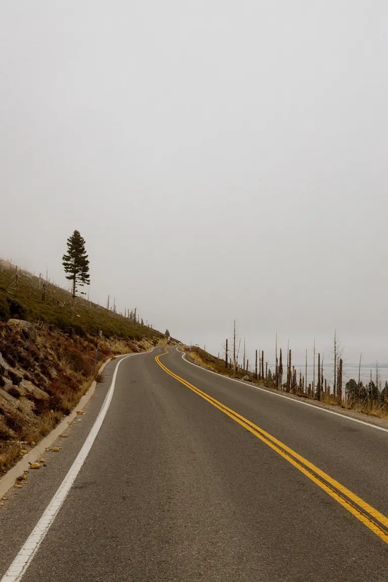 Road and lone tree
